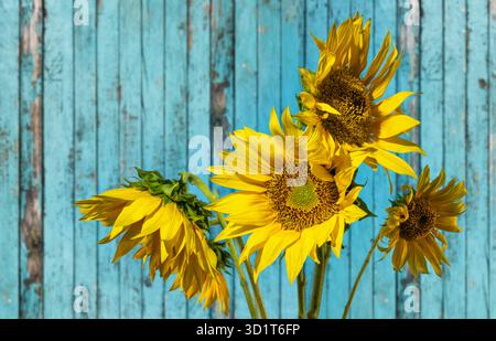 Tournesols sur un fond d'une clôture bleue Banque D'Images