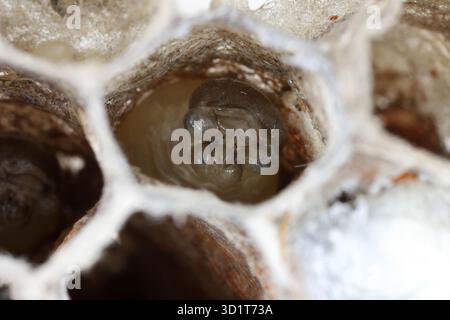 Larve de la guêpe à papier commune (polistes) dans une cellule du nid faite à partir d'une sorte de papier produit par les guêpes mâchant du bois. Banque D'Images