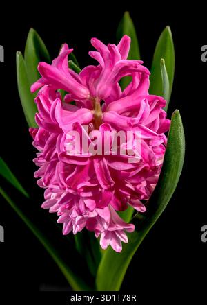 Fleur de jacinthe rose sur fond noir Banque D'Images