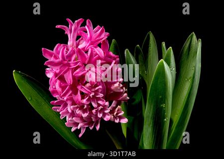 Fleur de jacinthe rose sur fond noir Banque D'Images