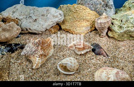 Petits coquillages différents sous l'eau Banque D'Images
