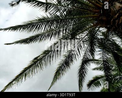 Paume de ventilateur vue d'en bas contre le ciel gris. Les feuilles mettent en évidence la texture et la hauteur. Copyspace. Banque D'Images