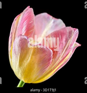 Fleur de tulipe rose sur fond noir Banque D'Images