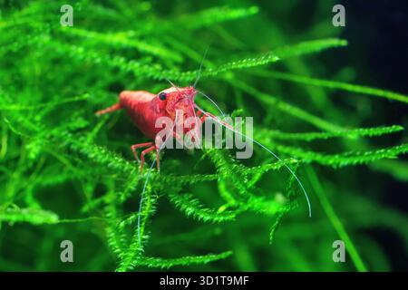 Crevette cerise rouge sur une mousse Banque D'Images