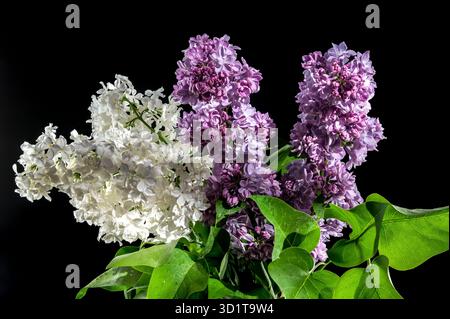 Bouquet de lilas colorés sur un fond noir Banque D'Images
