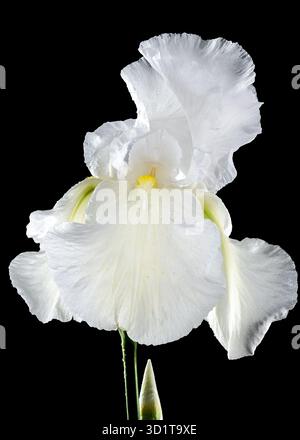 Iris blanc fleuri immortalité sur fond noir Banque D'Images