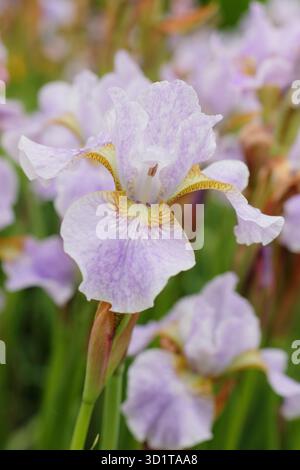 Iris sibérien Lavendelturm. Lilas pâle et pétales jaunes deIris sibirica Lavendelturm. Banque D'Images