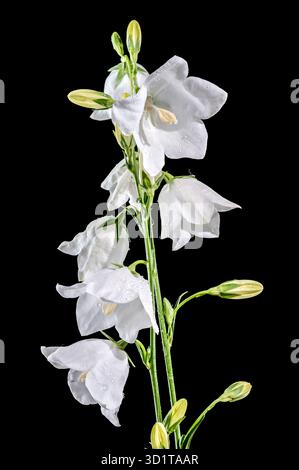 Floraison de chellflower blanc sur un fond noir Banque D'Images