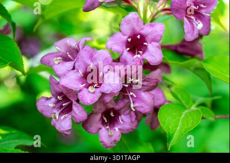 Fleurs d'épine rose florissantes sur un fond de feuilles vertes Banque D'Images