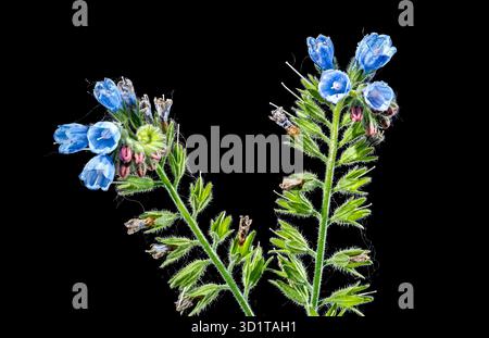 Fleurs bleu Symphytum officinale sur fond noir Banque D'Images
