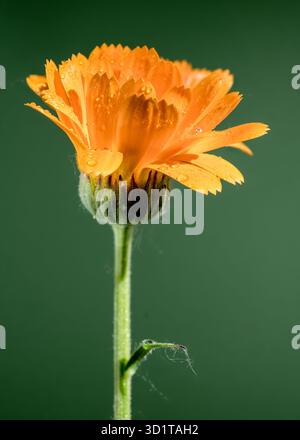 Calendula officinalis orange sur fond vert Banque D'Images