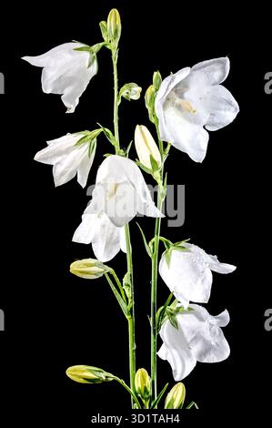 Floraison de chellflower blanc sur un fond noir Banque D'Images