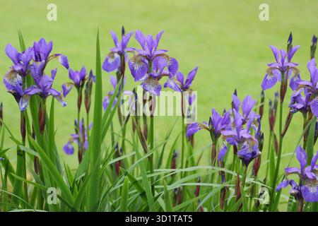 Iris sibérien nuit tropicale. Iris sibirica Tropic nuit. Fleurs bleues avec des marques jaunes. Banque D'Images