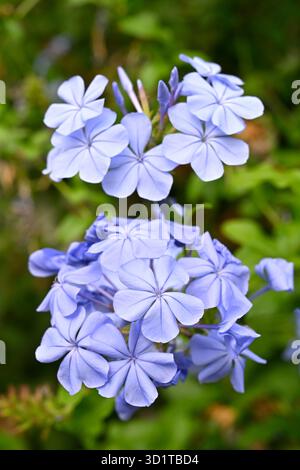 Fleurs d'automne bleu pâle de la menthe du Cap, Plumbago auriculata, dans la serre britannique en septembre Banque D'Images
