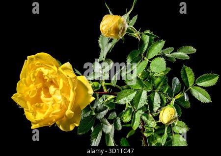 Rose grimpante jaune florissante douches dorées sur fond noir Banque D'Images