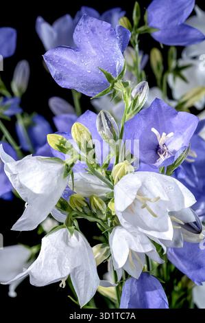 Floraison de chausson à feuilles de pêche sur un fond noir Banque D'Images