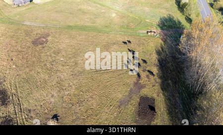 Vue aérienne d'un troupeau de vaches qui paissent dans un champ herbeux. Banque D'Images