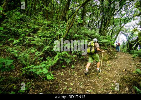Randonneurs, forêt de nuages sur les pentes du volcan Tolimán, lac Atitlán, Guatemala, Amérique centrale Banque D'Images