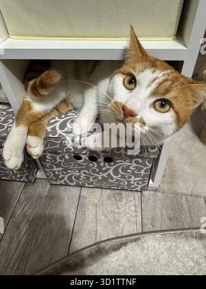 Un chat rouge et blanc s'est caché dans un vide dans la garde-robe. Regardant son propriétaire d'en bas. Banque D'Images