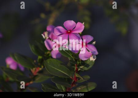 « Ramenez la nature à la maison 🌸 superbes photographies de fleurs à vendre – des fleurs vibrantes capturées dans des cadres intemporels. Laissez chaque pétale raconter une histoire de beauté Banque D'Images