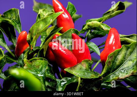 Piments rouges sur fond bleu Banque D'Images