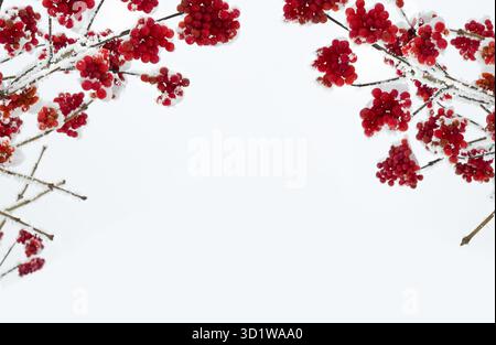 Brindilles avec des baies rouges viburnum dans de hoarfrost et dans la neige sur fond de ciel clair Banque D'Images