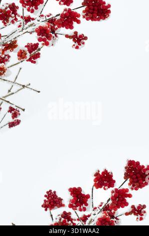 Brindilles avec des baies rouges viburnum dans de hoarfrost et dans la neige sur fond de ciel clair Banque D'Images