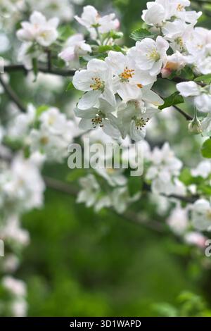 Fleurs pommier sur la branche avec des feuilles après la pluie au printemps dans le jardin sur le flou de fond Banque D'Images