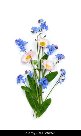 Bouquet de marguerite anglaise rose blanche et fleurs bleues Forget-me-not sur fond blanc. Vue de dessus, pose à plat Banque D'Images