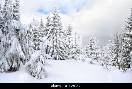 Une superbe scène hivernale mettant en valeur les montagnes enneigées des Carpates et la forêt dense d'épinettes sous les nuages après le blizzard Banque D'Images