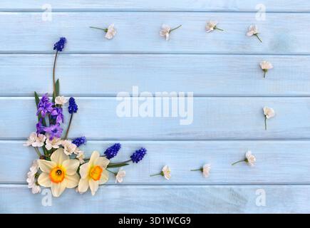 Narcisse, jacinthes, fleurs et fleurs muscari sur fond de planches en bois peintes en bleu avec espace pour le texte. Vue de dessus. Pose à plat. Fleurs printanières Banque D'Images
