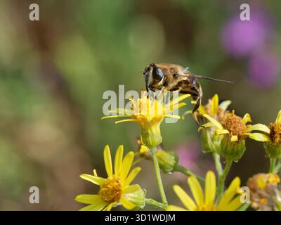 Encolure femelle de drone commun (Eristalis tenax) sur une fleur d'armoise commune (Senecio jacobaea) sur prairie de craie, plaine de Salisbury, Royaume-Uni, août. Banque D'Images