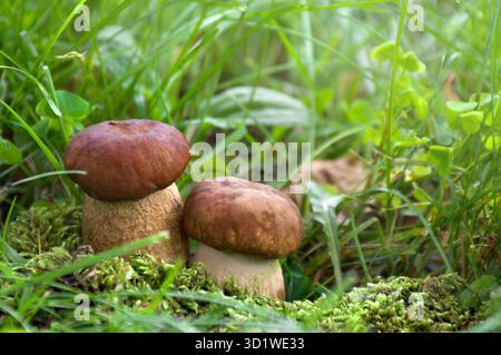 Champignons Boletus edulis ( pain penny, cèp, porcino, porcini, champignon blanc ) poussant dans l'herbe en forêt Banque D'Images
