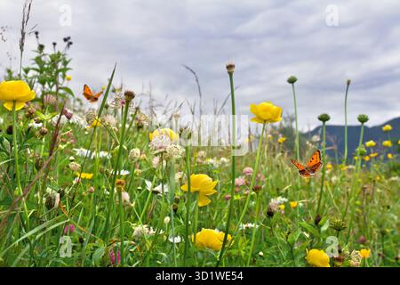Fleurs jaunes de buttercup sauvage et fleurs sauvages sur la prairie en été. Papillon orange avec des points noirs cuivre rare au-dessus des fleurs sauvages d'été Banque D'Images