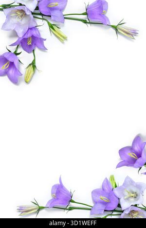 Cloche de fleurs bleu violet Campanula persicifolia ( chausson à feuilles de pêche ) sur fond blanc avec espace pour le texte. Vue de dessus, pose à plat Banque D'Images