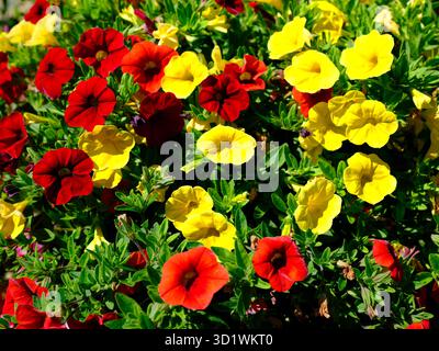 Gros plan hybride calibrachoa rouge et jaune vu d'en haut dans un jardin à la française Banque D'Images