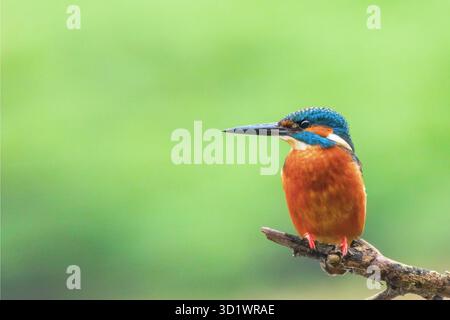 Kingfisher commun (Alcedo atthis) Kingfisher eurasien Banque D'Images