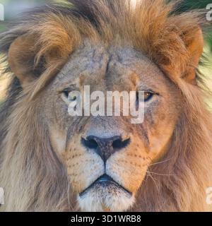 Close-up de tête de lion, Portrait d'un Lion Adultes Banque D'Images