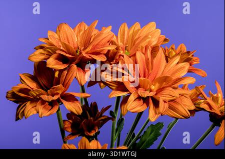 Chrysanthemum multiflora Conaco Orange sur fond bleu Banque D'Images