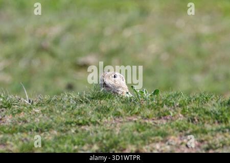 Le spermophile, souslik d'Europe (Spermophilus citellus) environnement naturel Banque D'Images