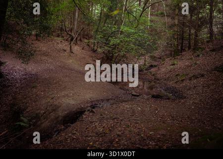 Une petite clairière dans la forêt de Dean, où un petit ruisseau ruisselle à travers formant une petite vallée dans le plancher de la forêt Banque D'Images