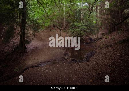 Une petite clairière dans la forêt de Dean, où un petit ruisseau ruisselle à travers formant une petite vallée dans le plancher de la forêt Banque D'Images