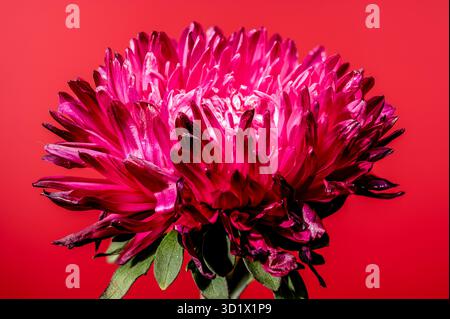 Aster rouge fleuri Lady Coral sur un fond rouge Banque D'Images