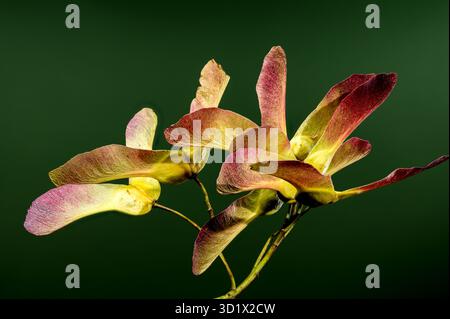 Graines d'érable sur fond vert Banque D'Images