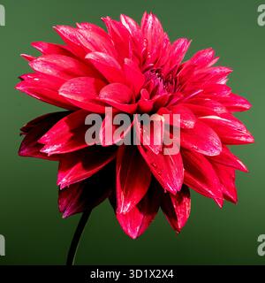 Fleurissement du Dahlia rouge sur un fond vert Banque D'Images