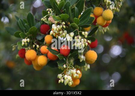 Gros plan d'une branche d'Un arbre de fraise avec des fleurs et des fruits mûrs et non mûrs Surrey Angleterre Banque D'Images