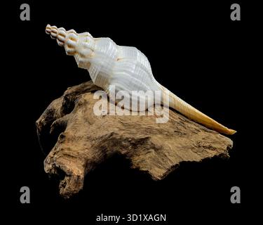 Coquille blanche Fusinus colus sur fond noir Driftwood Banque D'Images