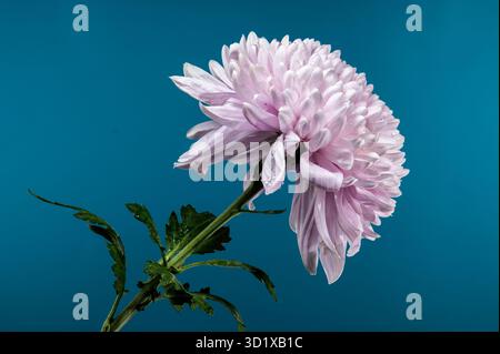 Chrysanthème rose Rossano foncé sur fond bleu Banque D'Images