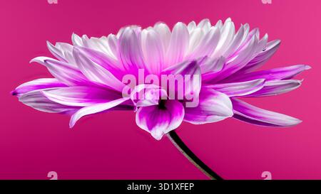 Chrysanthème rose sur fond rose Banque D'Images