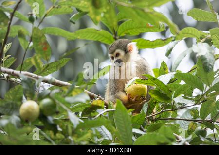 Singe écureuil équatorien (Saimiri cassiquiarensis macrodon) se nourrissant de fruits dans la forêt tropicale humide près de Tena, Équateur Banque D'Images